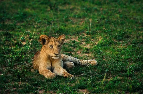 Tanzania Safari Tours From Serbia