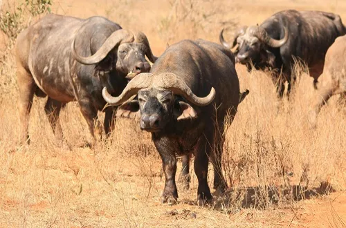 Tanzania Safari Tours From Singapore