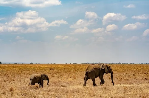 Tanzania Safari Tours From Timor-Leste