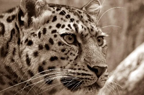 Tanzania Safari Tours From Ukraine