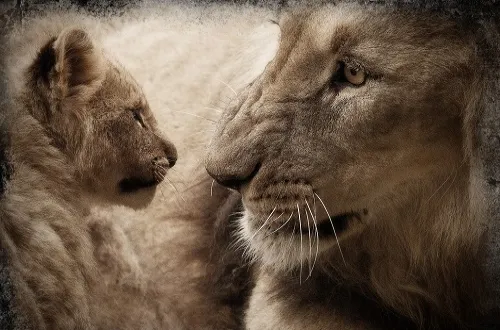 Tanzania Safari Tours From United Kingdom