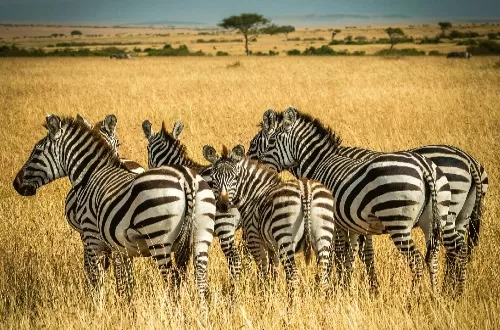 Tanzania Safari Tours 2027: Ultimate Tanzanian Adventure