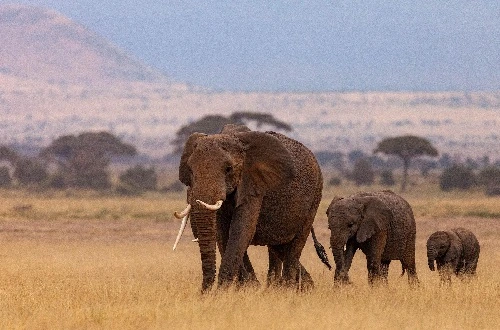 Tanzania Safari with Friends: Journey to Share and Remember
