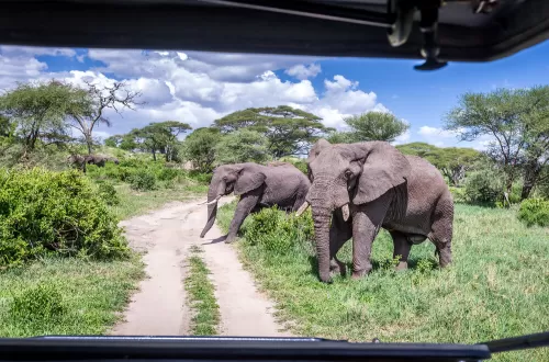 Discover Tarangire Big 5 Day Trip Safari