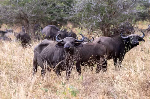 Tarangire Day Trip Safari with Friends