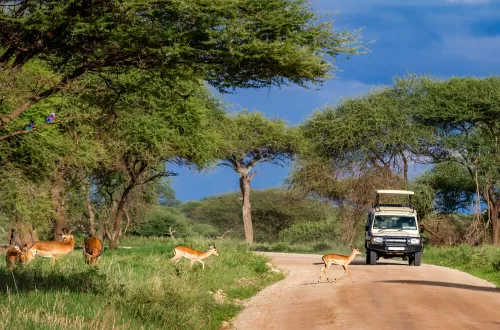 Tarangire Honeymoon Day Trip Safari