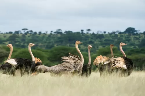 Tarangire Private Day Trip Safari