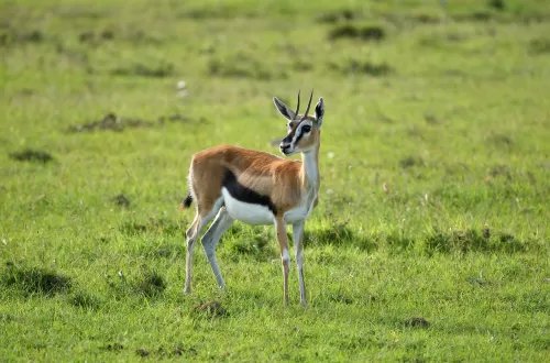 Thomson’s Gazelle in Tanzania Safari: Swift Antelope