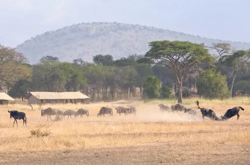 Ubuntu Migration Camp: Mobile Serengeti Safari Experience