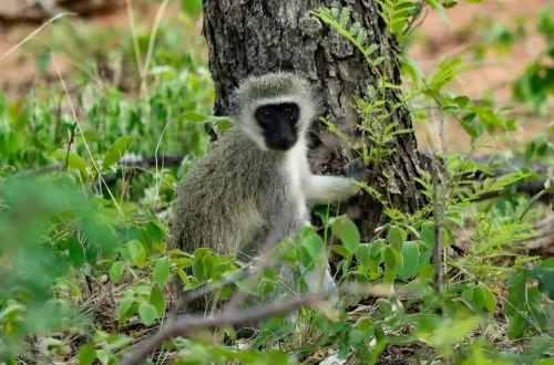 Vervet Monkey Safari in Tanzania: The Best Adventures