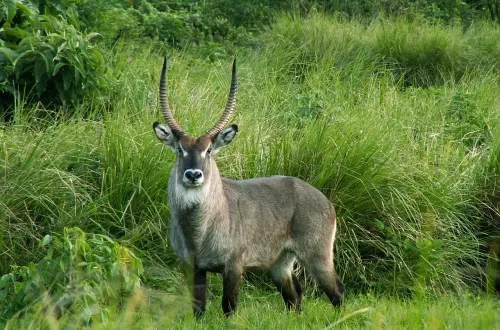 The Majestic Waterbuck in Tanzania’s Diverse Safari Parks