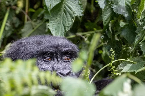 Experience the Wonders of the Western Tanzania Zone