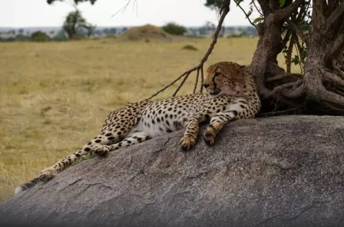 What Animals Are in the Tarangire National Park?