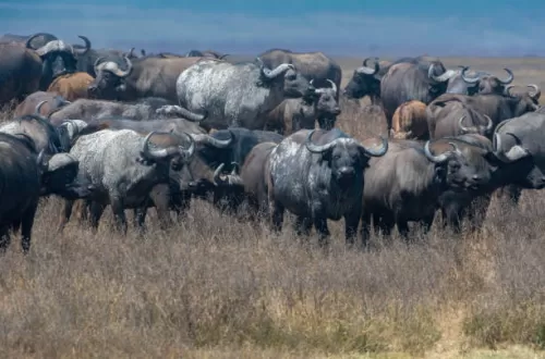 What is so special about the Ngorongoro Crater?