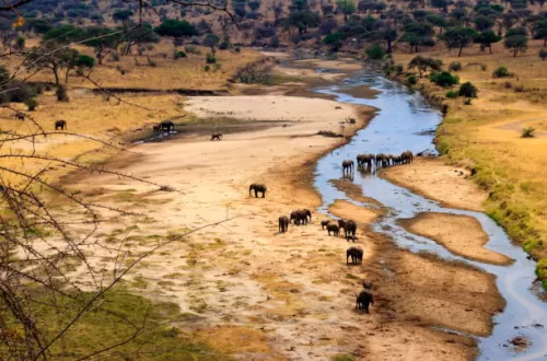 What Is Special About Tarangire National Park?