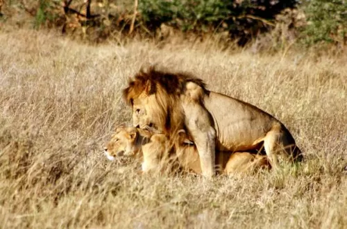 What is the Ngorongoro Crater Famous For?