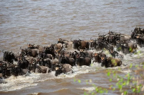 Wildebeest Mara River Crossing in Serengeti 2024/2025