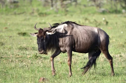 Wildebeest Safari in Tanzania: Discover the Great Migration