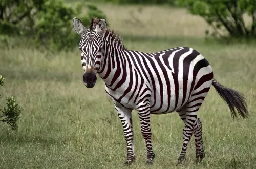 Zebra Safari in Tanzania: The Beauty of Striped Wonders